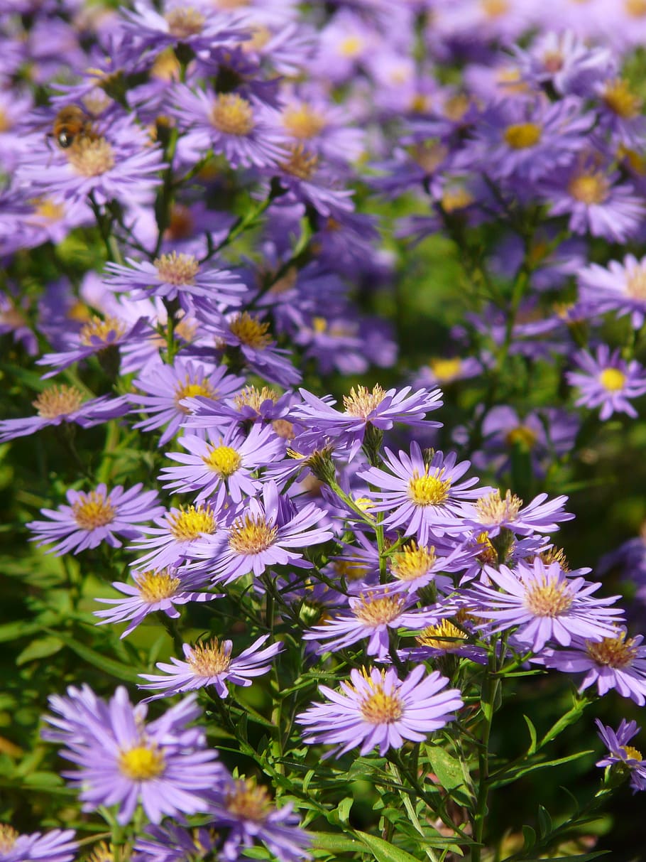 smooth leaf aster, herbstaster, flower, bloom, flowers, ornamental plant HD wallpaper