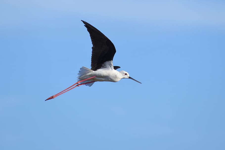 Black-Winged Stilt, Flight, Bird, Wader, sky, one animal, blue HD wallpaper