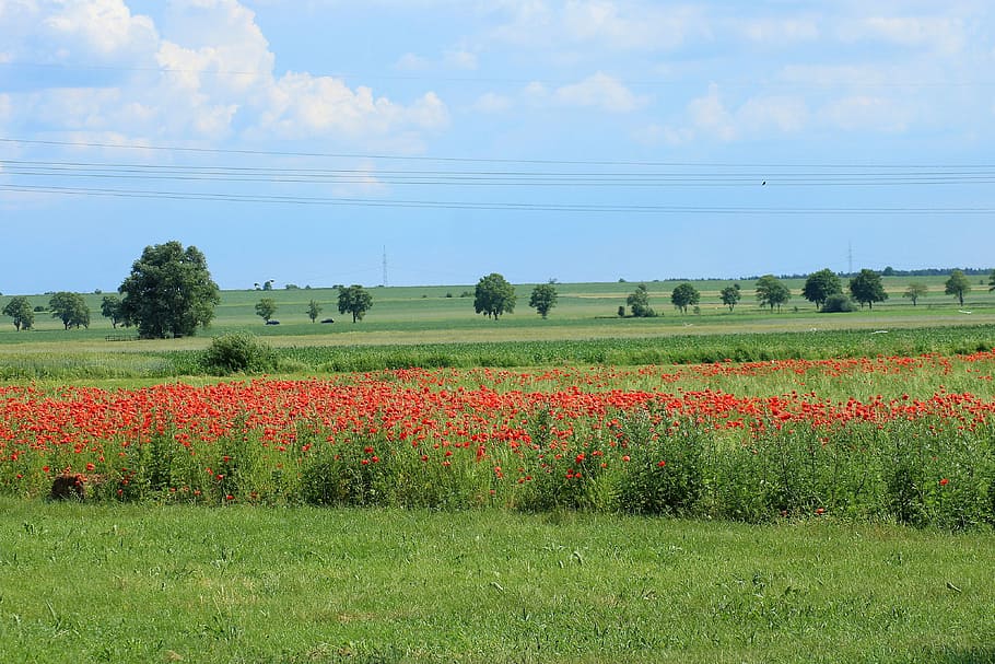 landscape photography of flower garden, view, spring, fields HD wallpaper