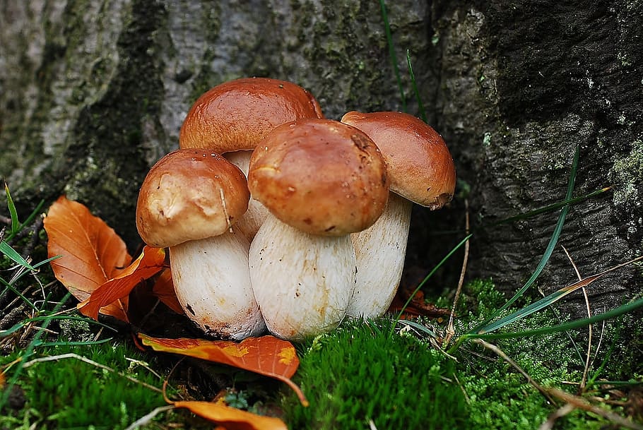 asked porcini mushrooms, fungus, plant, land, food, growth