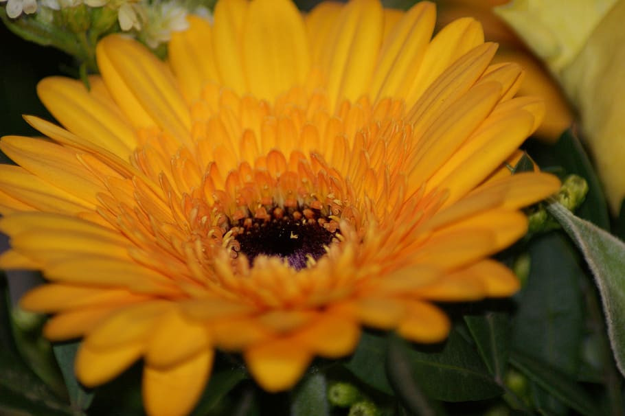 flower, flowers, macro, flowering plant, flower head, inflorescence HD wallpaper