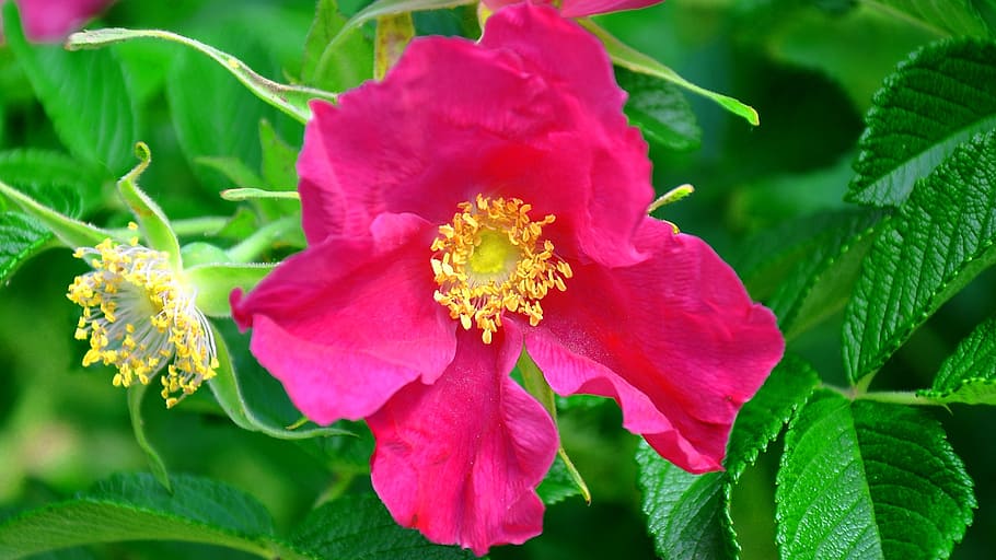 brian, bush, pink, flowering plant, freshness, beauty in nature HD wallpaper