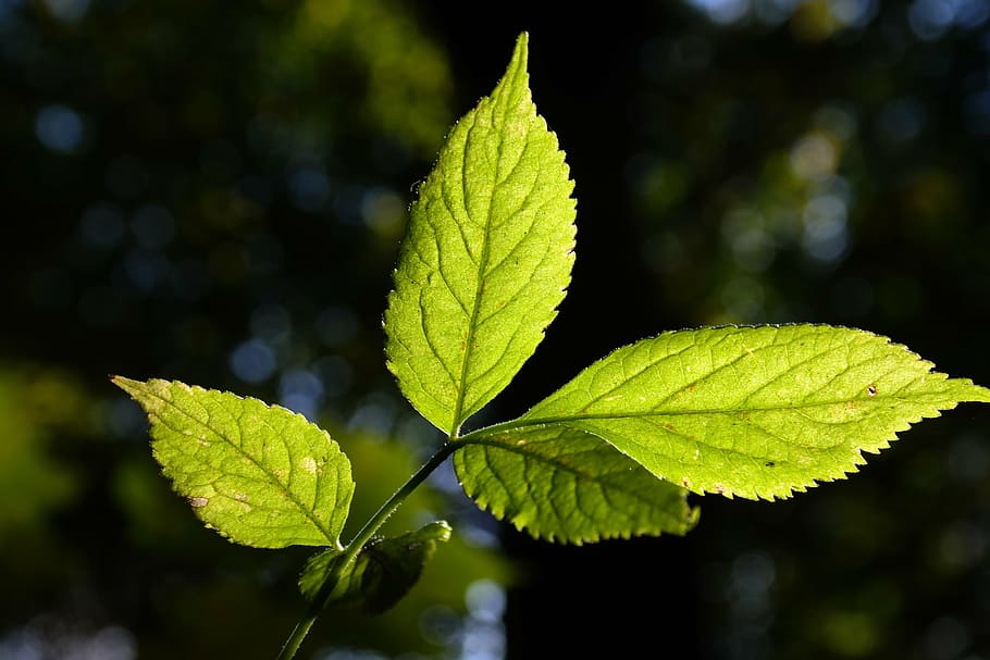 elder leaf, green, bright, translucent, black elderberry, sambucus nigra, HD wallpaper