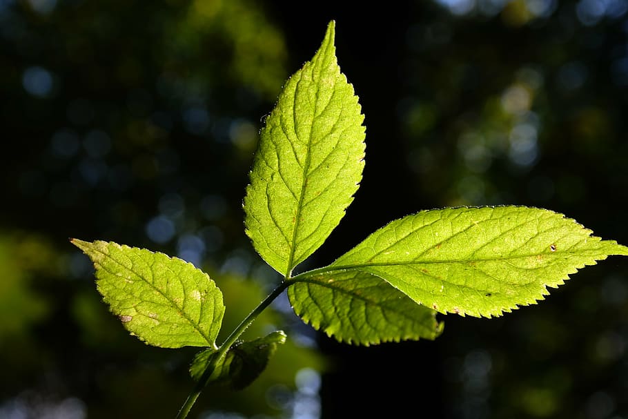 elder leaf, green, bright, translucent, black elderberry, sambucus nigra HD wallpaper
