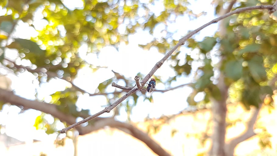 fly, day, tree, nature, leaf, branch, plant, low angle view HD wallpaper