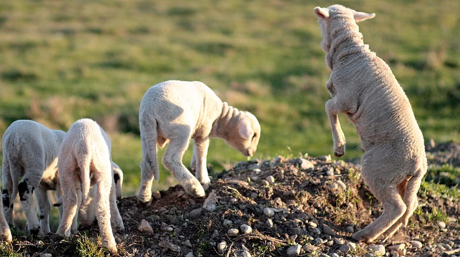 Lamb, Flock, Play, Pet, the flock, animal themes, livestock HD wallpaper
