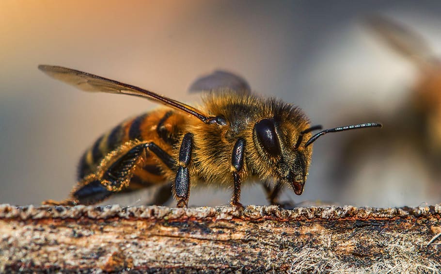 macro photography of honey bee on beige surface, insect, nature HD wallpaper