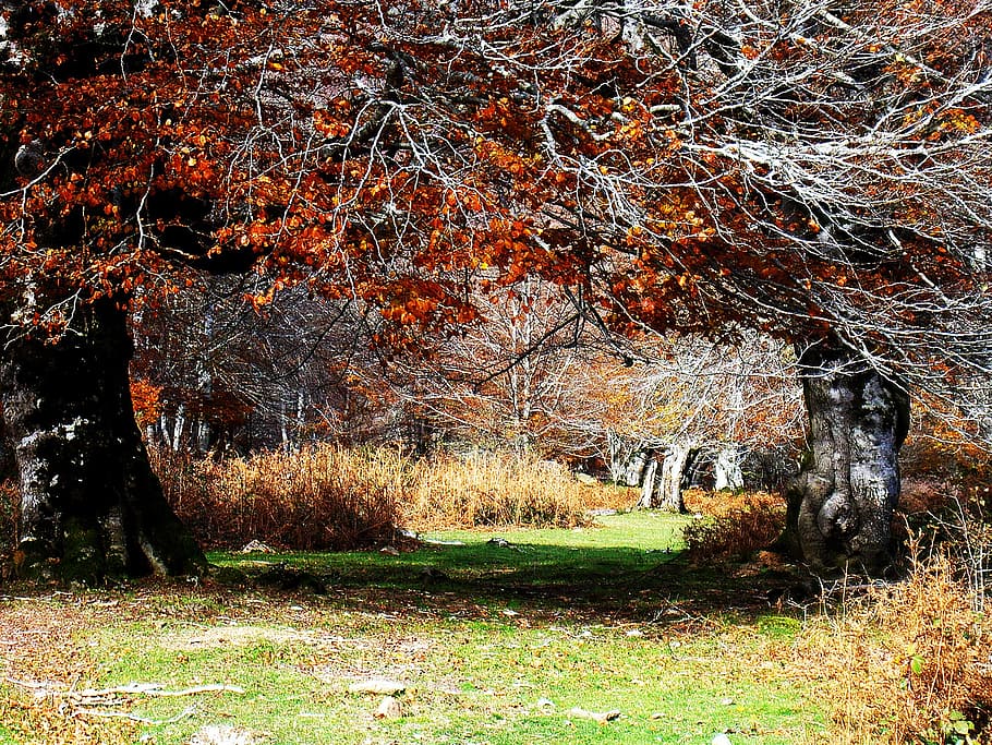 nature, trees, green, environment, ecology, colors, plant, land HD wallpaper
