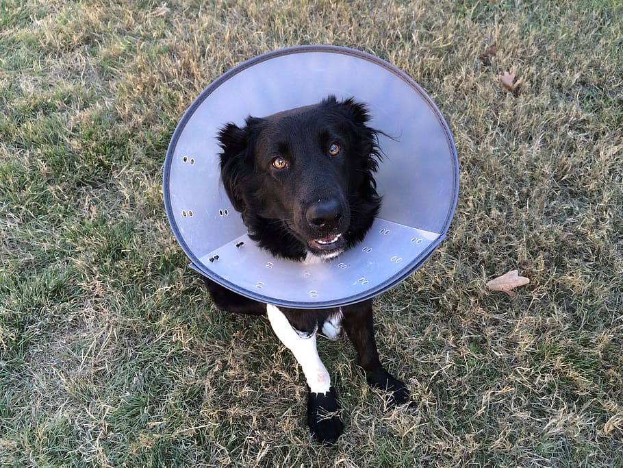 adult black Border Collie with Elizabethan cone while sitting on grass field