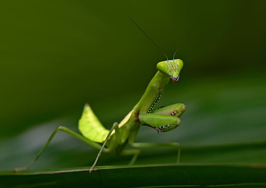 green mantis, green praying mantis in close-up photography, insect HD wallpaper