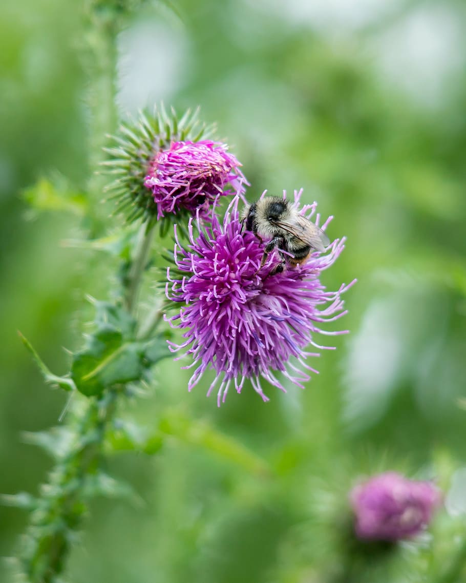 bee, thistle, blossom, bloom, pollination, pollen, ring thistle HD wallpaper