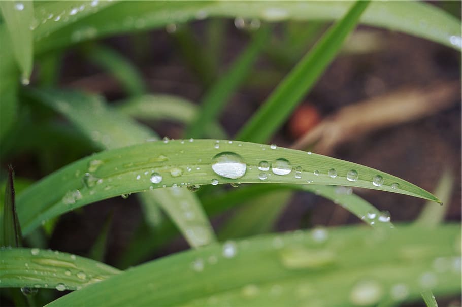 grass, blades, wet, raindrops, nature, green, garden, freshness HD wallpaper