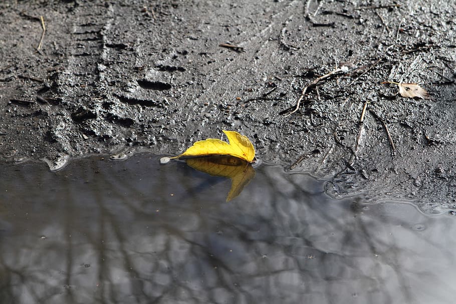 autumn, puddle, leaves, yellow, nature, no people, day, plant part HD wallpaper