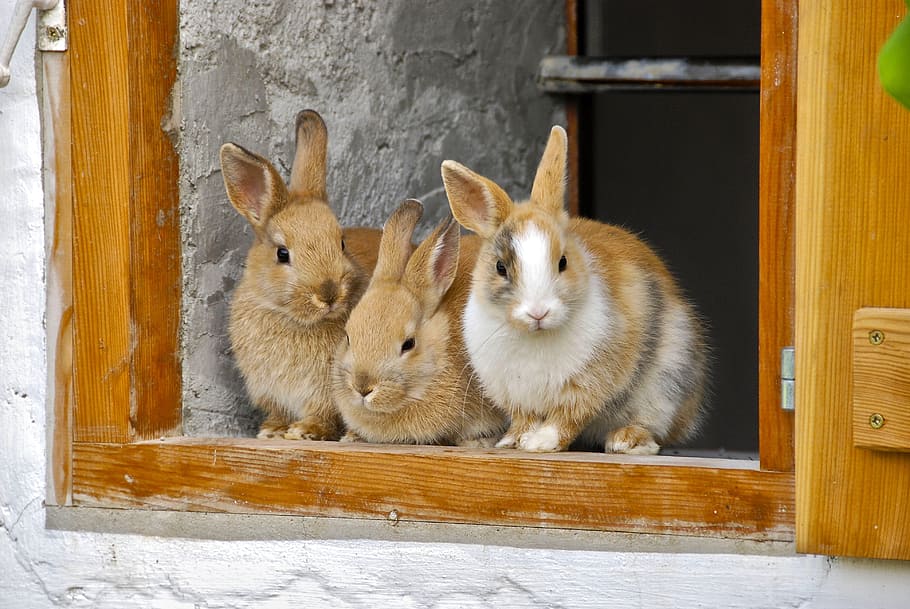 three brown rabbit on window, tan, rabbits, farm, cute, breeding bull HD wallpaper