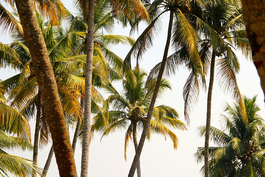 coconut trees under gray sky, palm, summer, holiday, exotic HD wallpaper