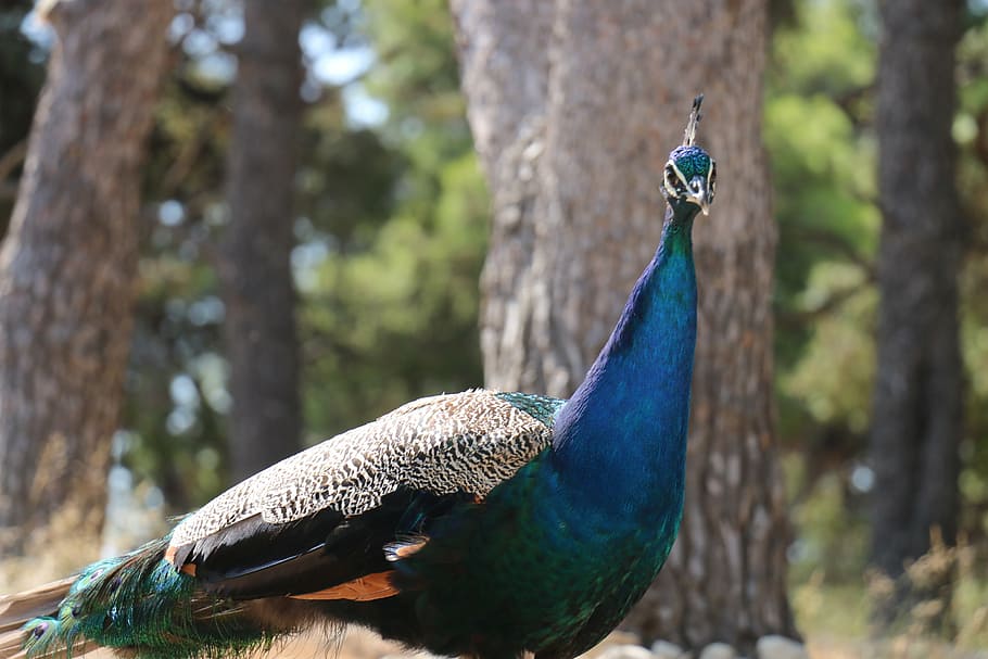 peacock, bird, blue, feather, animal, nature, wildlife, multi Colored HD wallpaper