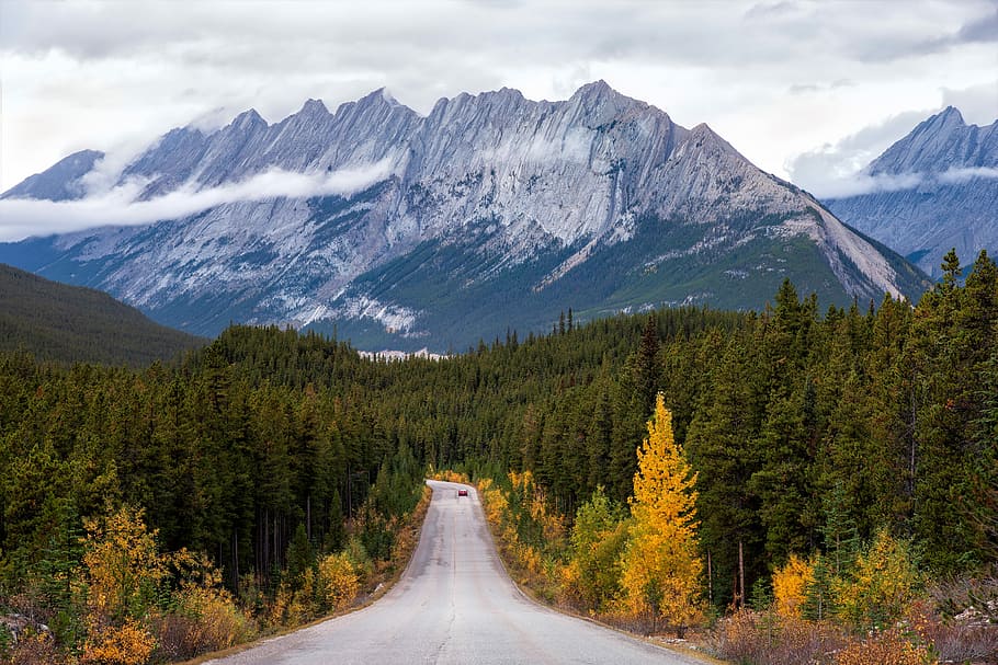green pine tree near mountain at daytime, view of trees and road during daytime HD wallpaper