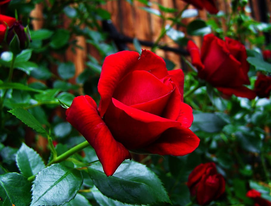 red rose, garden plant, flower, flowering plant, beauty in nature HD wallpaper