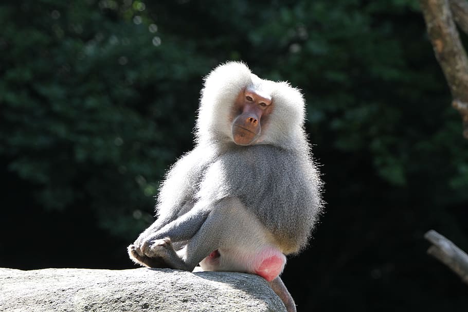 baboon, monkey, zoo, animal, tiergarten, nature, primate, creature HD wallpaper
