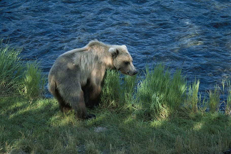 Brown Bear, Water, Standing, Profile, wildlife, nature, predator HD wallpaper