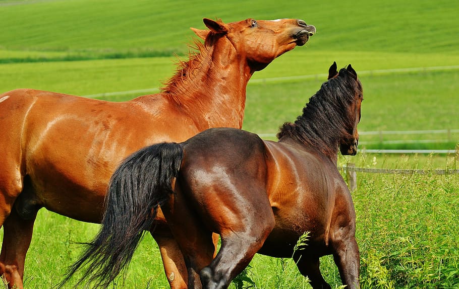 horses, for two, coupling, stallion, eat, paddock, brown, meadow HD wallpaper