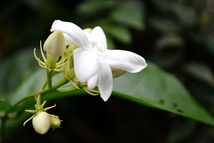 jasmine flower, white flower, blossom, garden, beautiful, sri lanka, HD wallpaper