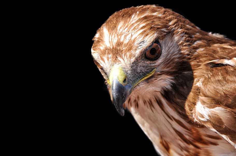 raptor, buzzard, look, bird, feathers, wild, wild birds, œil HD wallpaper