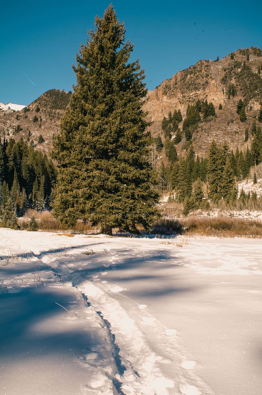 Green Tree Behind Mountain Under Blue Sky, adventure, cold, conifer HD wallpaper