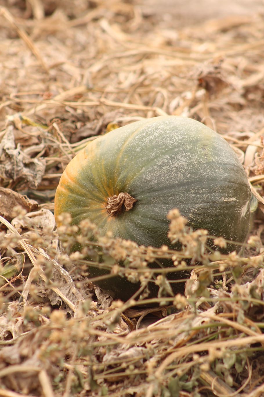 pumpkins, fall, harvest, food, food and drink, close-up, freshness HD wallpaper