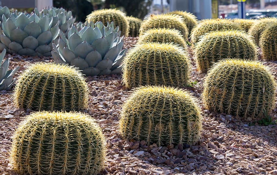 cactus, nature, succulent, desert, sharp, succulent plant, thorn HD wallpaper