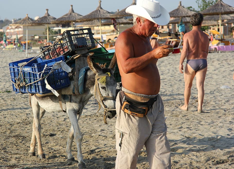 beach, seller, donkey, albania, crate, hat, domestic animals