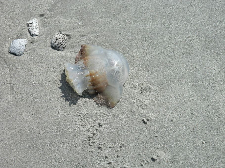 Jelly Fish, Sea Shells, Beach, no people, sand, close-up, day HD wallpaper