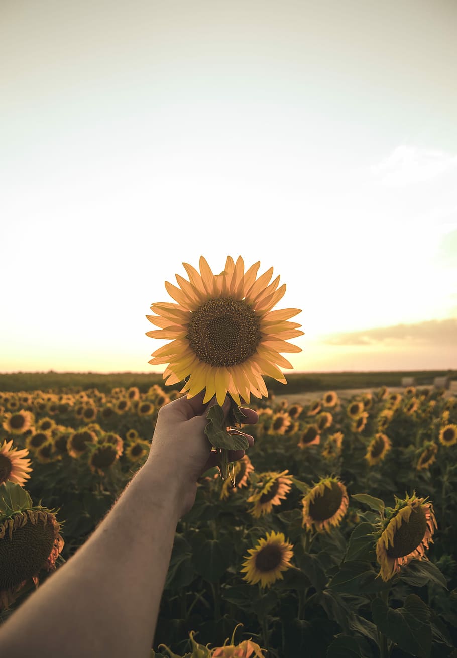 person holding sunflower, person holding yellow sunflower, bloom HD wallpaper