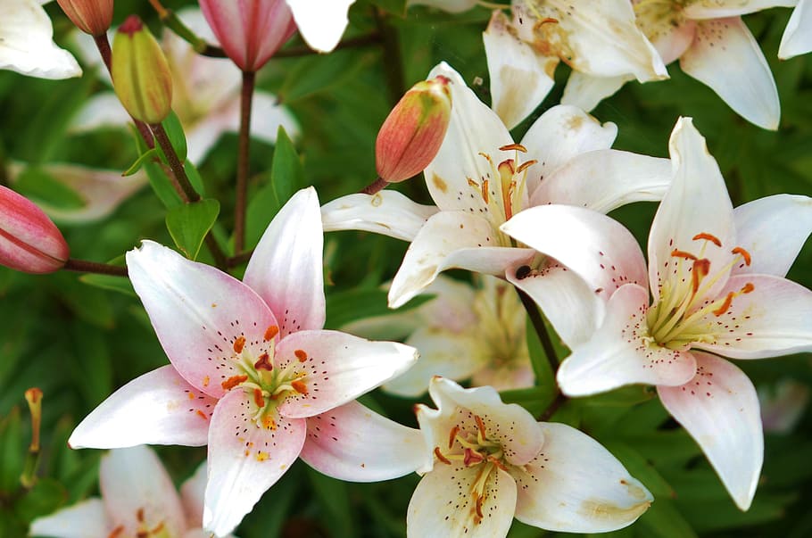 lily, flower, plant, spring, blossom, nature, floral, petal HD wallpaper