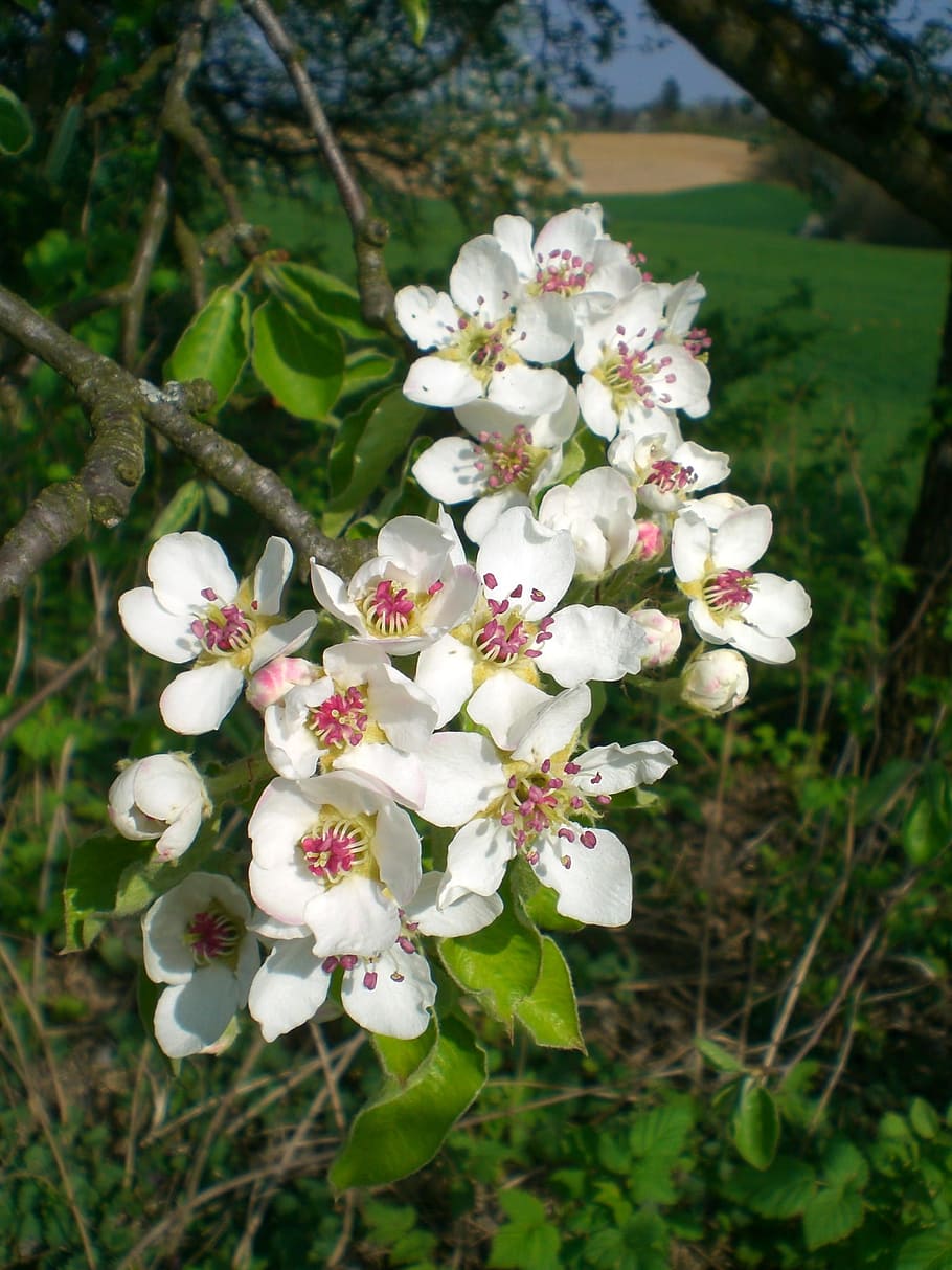 flowers, spring, sun, nature, rest, landscape, flowering plant HD wallpaper