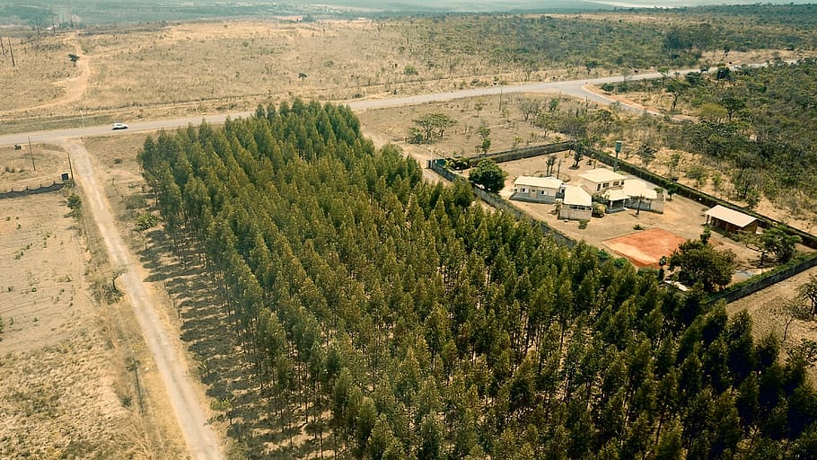 bird's eye-view photo of green trees, birds eye view of houses near pine trees HD wallpaper
