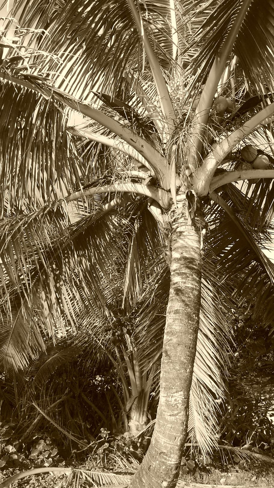 palm, coconut, husk, bark, leaves, trunk, foliage, hawaii, polynesia HD wallpaper