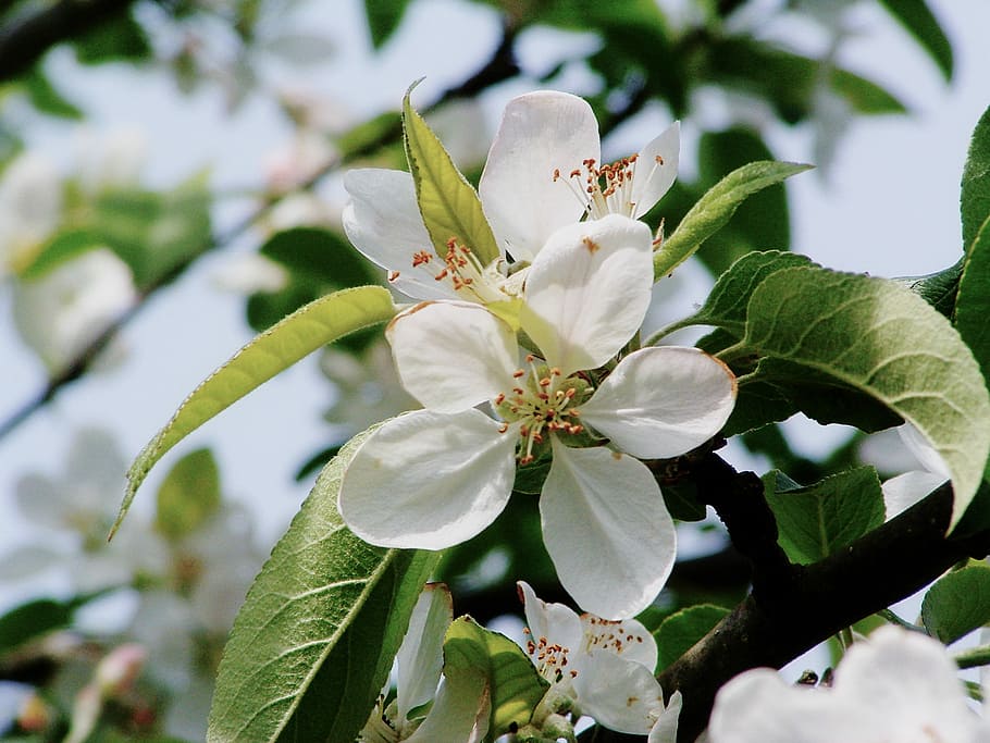 Apple, Tree, Blossom, Nature, Spring, seasonal, flora, green HD wallpaper