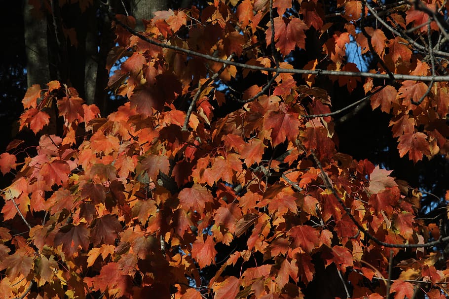 fall, colors, red, orange, yellow, trees, nature, maple, leaves HD wallpaper