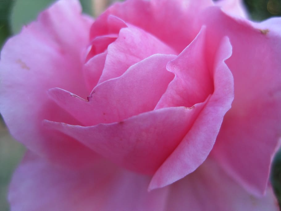 rose, flower, bloom, soft, beautiful, open, petals, delicate HD wallpaper