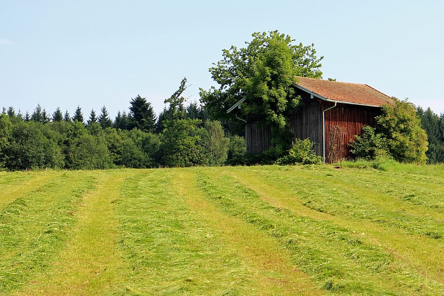 field, barn, hut, meadow, nature, field barn, tree, rural Scene HD wallpaper