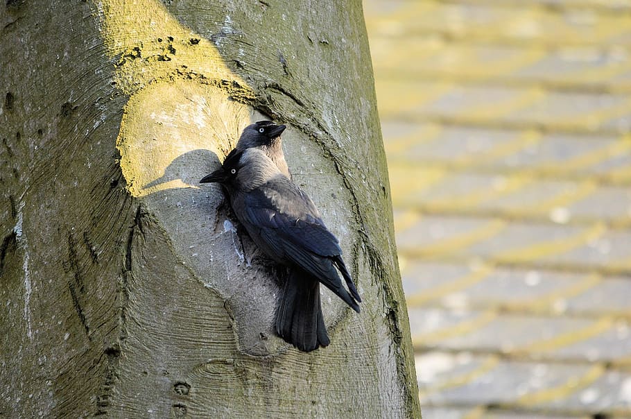 couple, tree, bird, fly, wings, feather, wildlife, beak, dom HD wallpaper