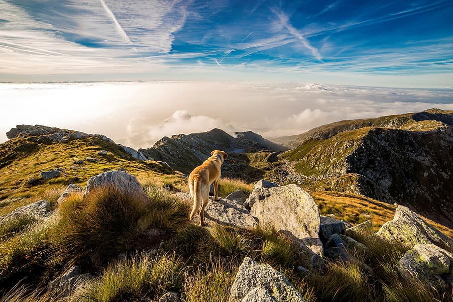 short-coated tan and white dog standing near mountains at daytime HD wallpaper