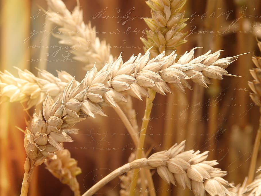 wheat field, spike, grain, cornfield, cereals, sunlight, close HD wallpaper
