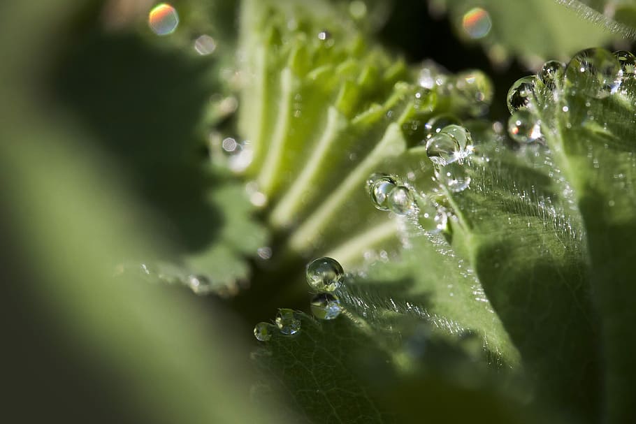 frauenmantel, alchemilla, genus, the rose family, rosaceae, HD wallpaper