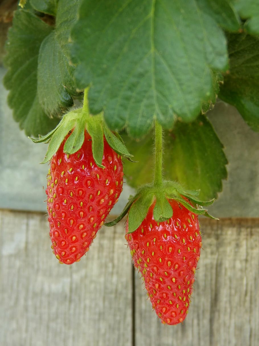 strawberries, cask, red fruit, fresh, food and drink, leaf HD wallpaper