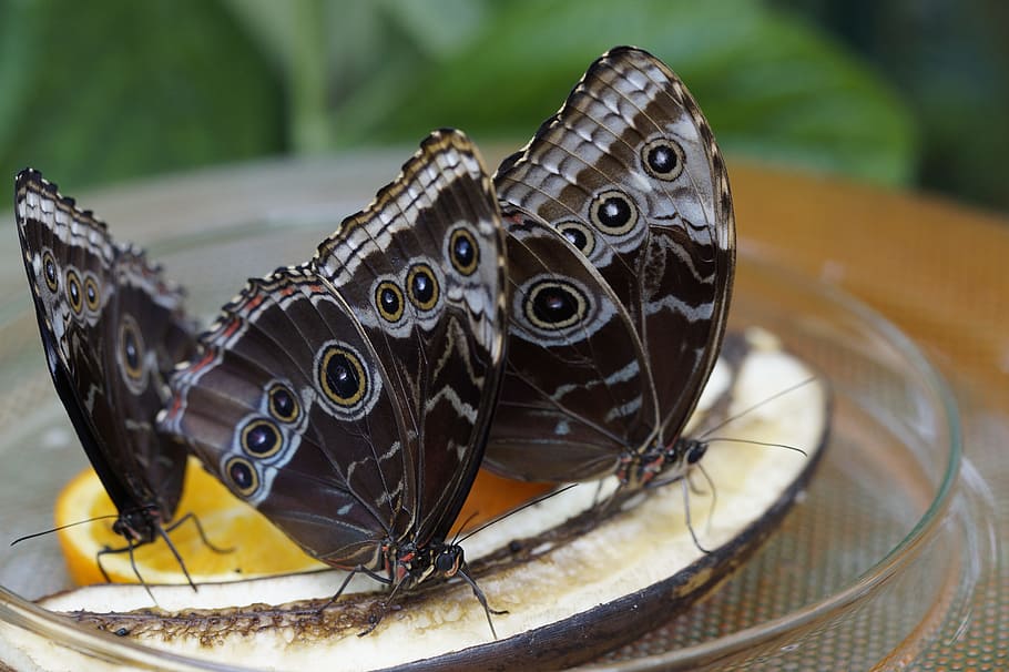 Blue Morpho, Butterfly, Rainforest, morpho peleides, close HD wallpaper