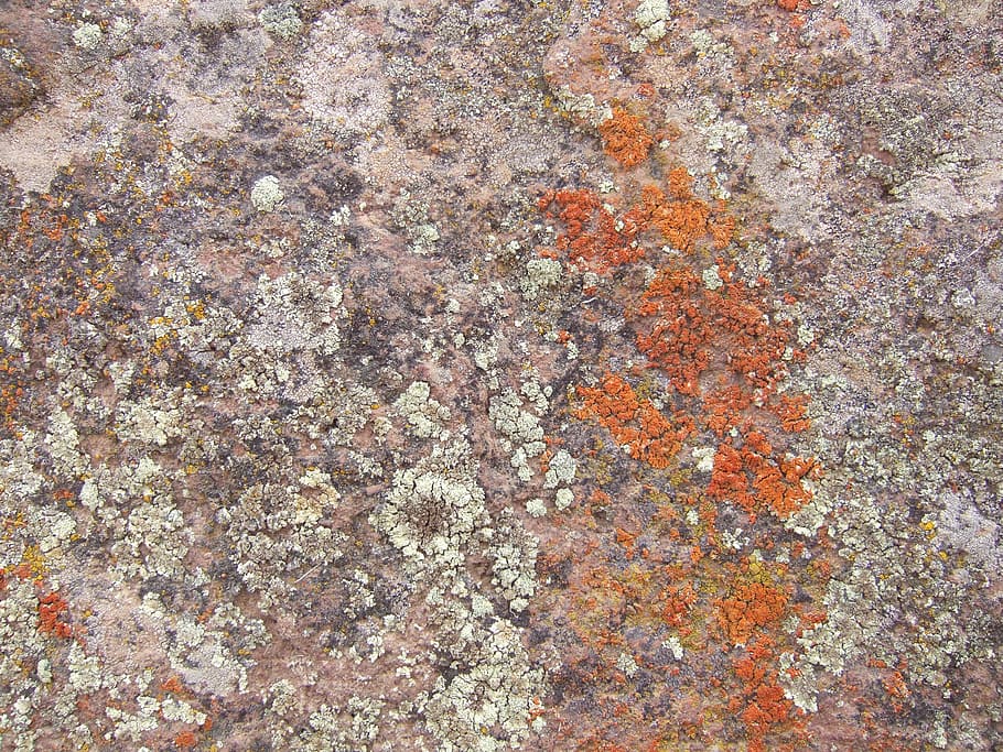weave, stone, plant, moss, backgrounds, pattern, abstract, rough HD wallpaper