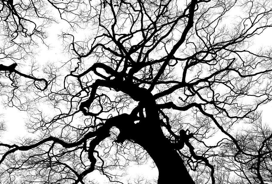 silhouette photography of tree, branches, tall, high, canopy HD wallpaper
