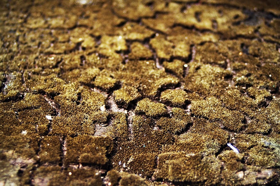 bark, tree, wood, pine, background, abstract, skin, board, surface HD wallpaper